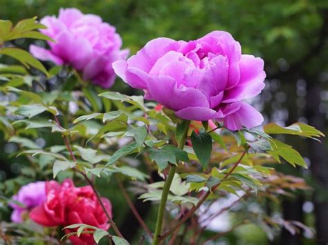 牡丹樹|ボタンの育て方・栽培方法｜植物図鑑｜みんなの趣味の園芸（N